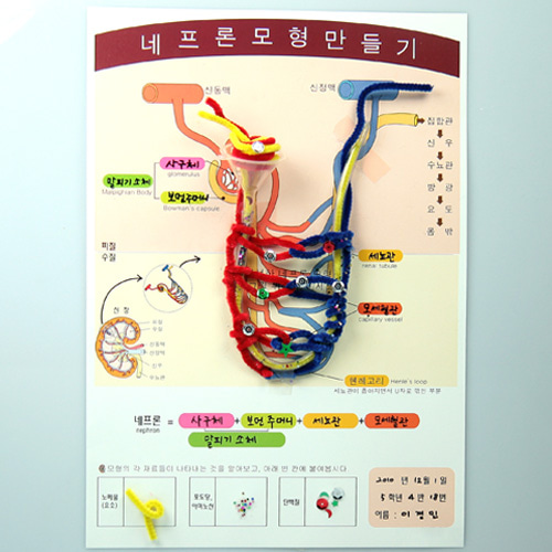 네프론 모형 만들기(4인용)