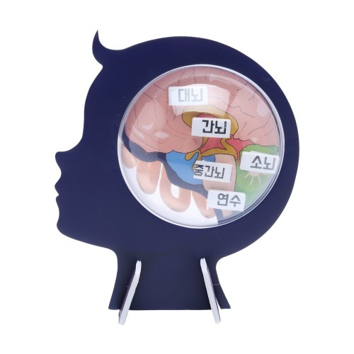 실험뚝딱/뇌구조(5인세트)