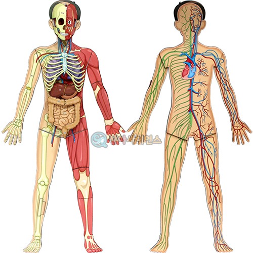 인체의 신비인체전신 입체모형(5인 세트)