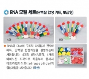 RNA 모델세트(단백질합성키트, 보급형)