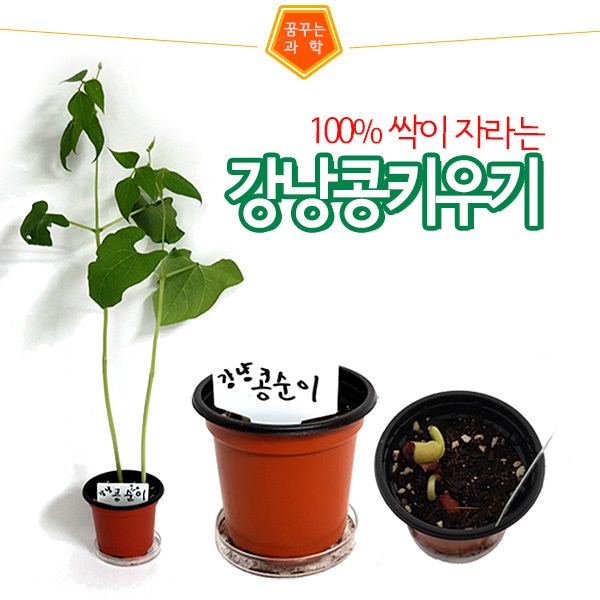 강낭콩 기르기 5인용