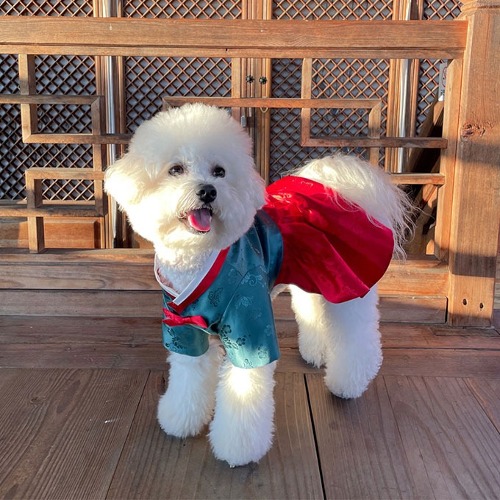 Dog hanbok top