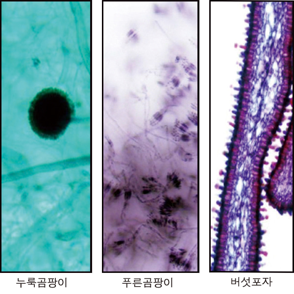 여러가지곰팡이(3종)