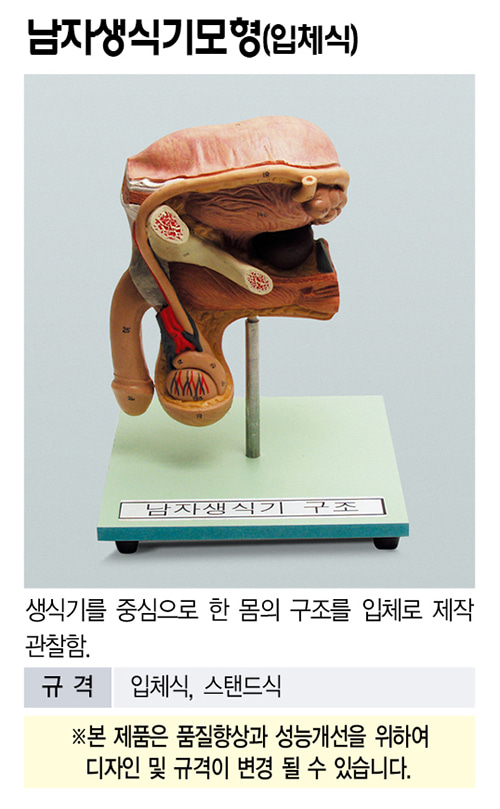 남성 생식기 모델