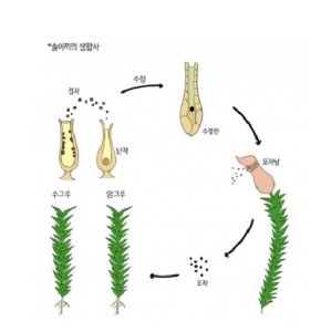 솔이끼(암그루/100그루 이상)
