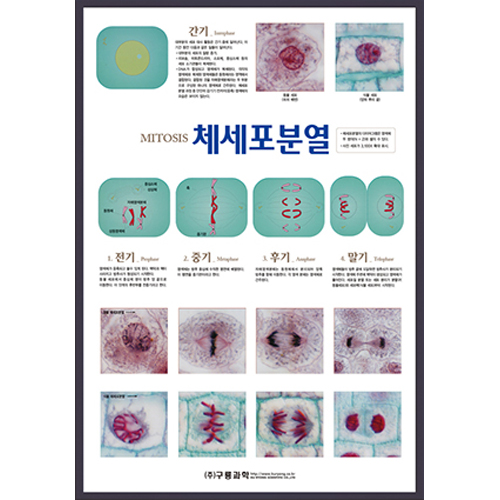 체세포분열(판넬)