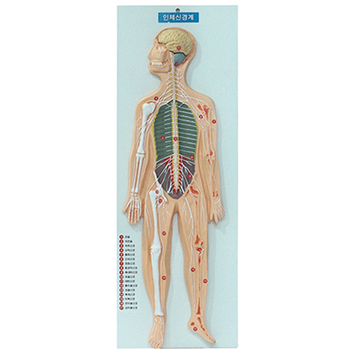 인체신경계모형(고무재질 / 파손안됨)