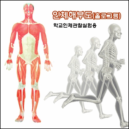 인체해부도(홀로그램)