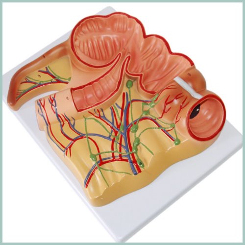 인체 회장 및 맹장 모형
