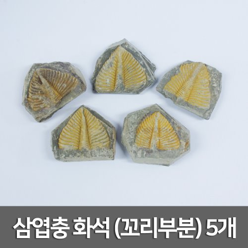 삼엽충 화석(꼬리부분) 5개