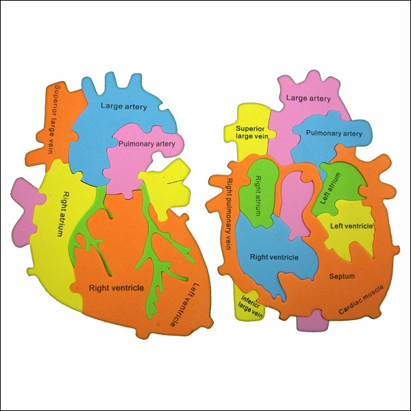 EVA심장구조퍼즐