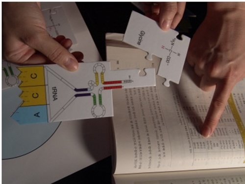 DNA부터 단백질 합성 퍼즐키트(교사용)