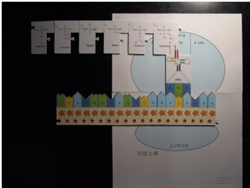 DNA부터 단백질 합성 퍼즐 키트(학생용)