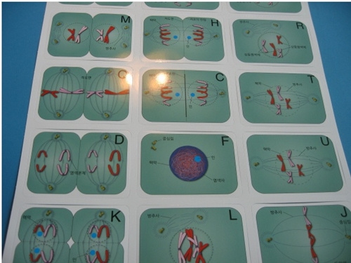 세포분열카드(10세트)
