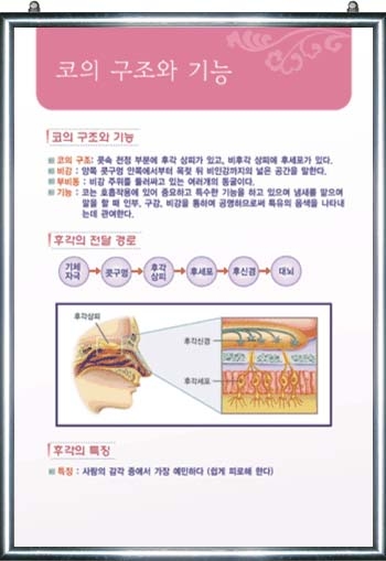 코의 구조와 기능