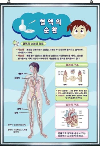 혈액의 순환(1)