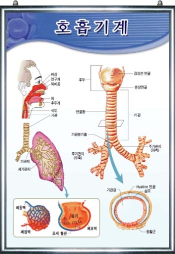 호흡기계