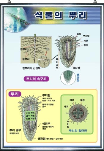 식물의 뿌리