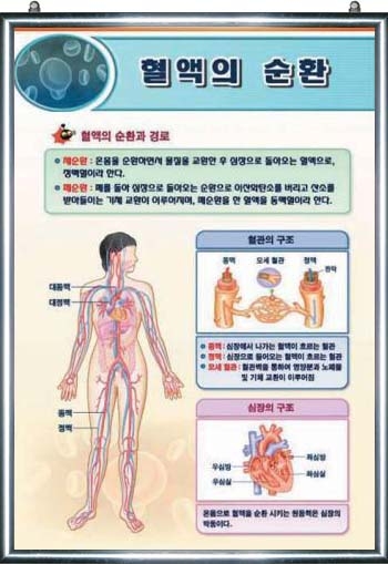 혈액의 순환(2)