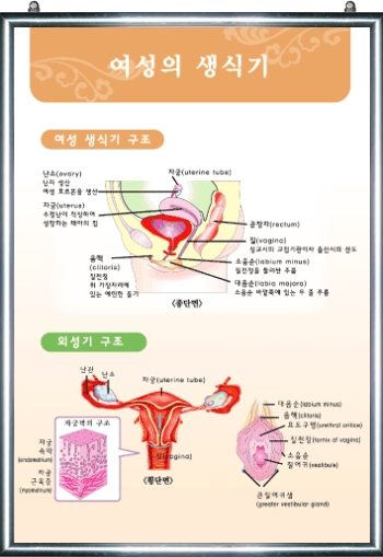 여성의 생식기