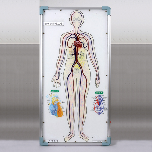 인체혈액순환계모형(LED)