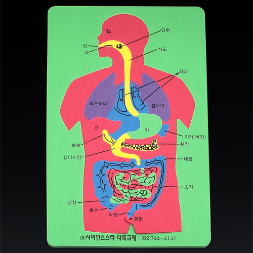 인체해부퍼즐(EVA)