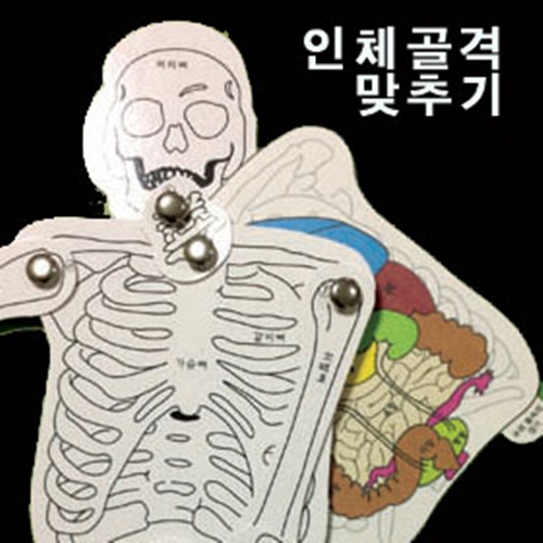 인체골격맞추기(10인용)