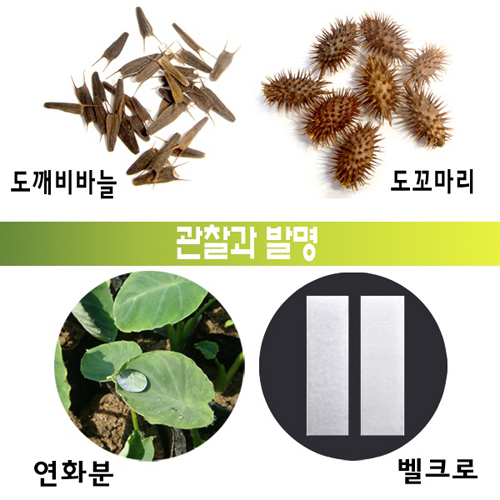 도꼬마리, 연잎, 벨크로 - 관찰과 발명 (도깨비바늘은 미포함)