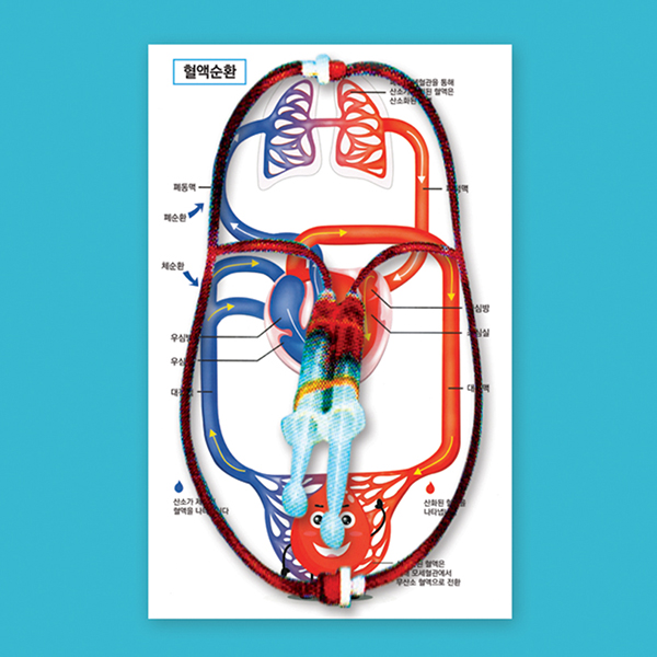 혈액순환계 모형 만들기