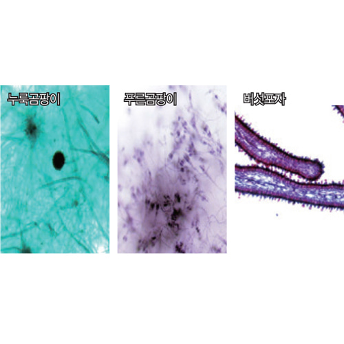 여러가지 곰팡이프레파라트 3종 1조(누룩곰팡이, 푸른곰팡이, 버섯포자 / CHINA)