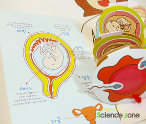 엄마랑아가랑[5인용][임신][태아발육][동물한살이][한글]