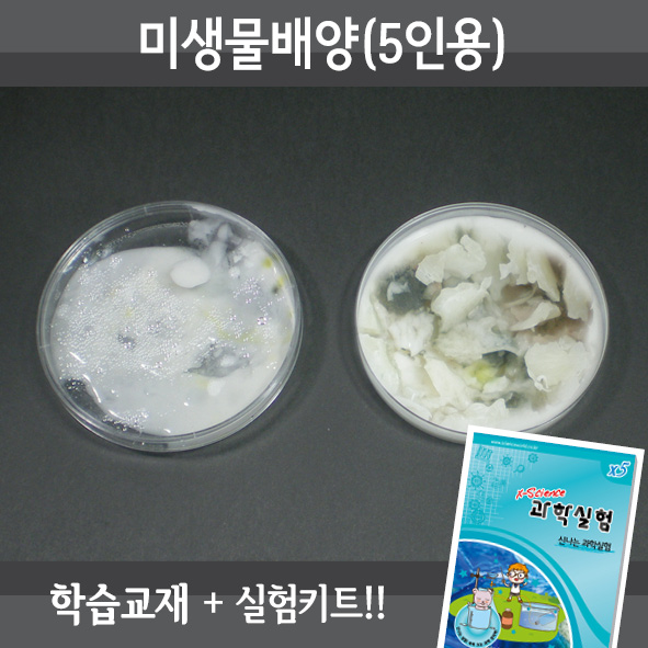 미생물배양(5인세트)