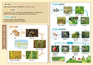 여러 가지 식물의 한살이(1인세트 / 5인세트)