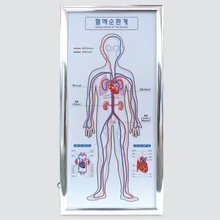 혈액 순환계 모형(깨지지 않는 PET판)
