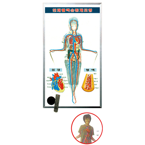 인체혈액순환실험기