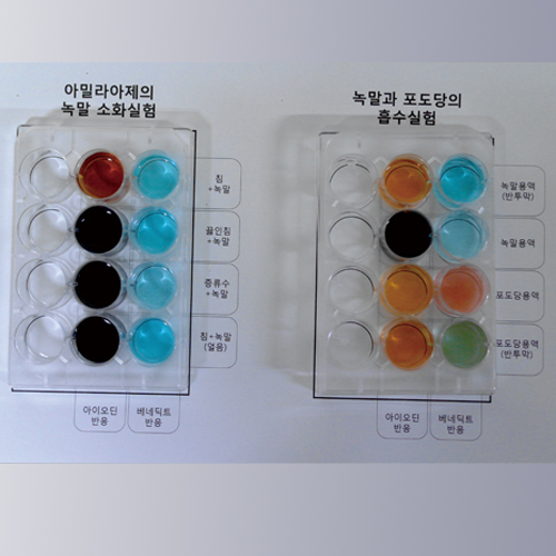 영양소검출반응실험키트+침(아밀라아제)의 소화+녹말과 포도당의 흡수