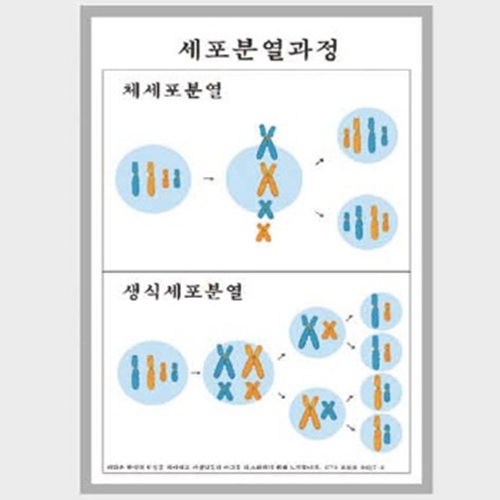 세포분열과정 교사용(A형)