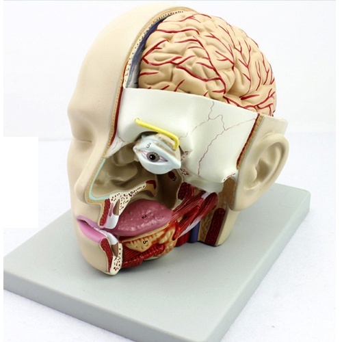인체 머리 해부 모형