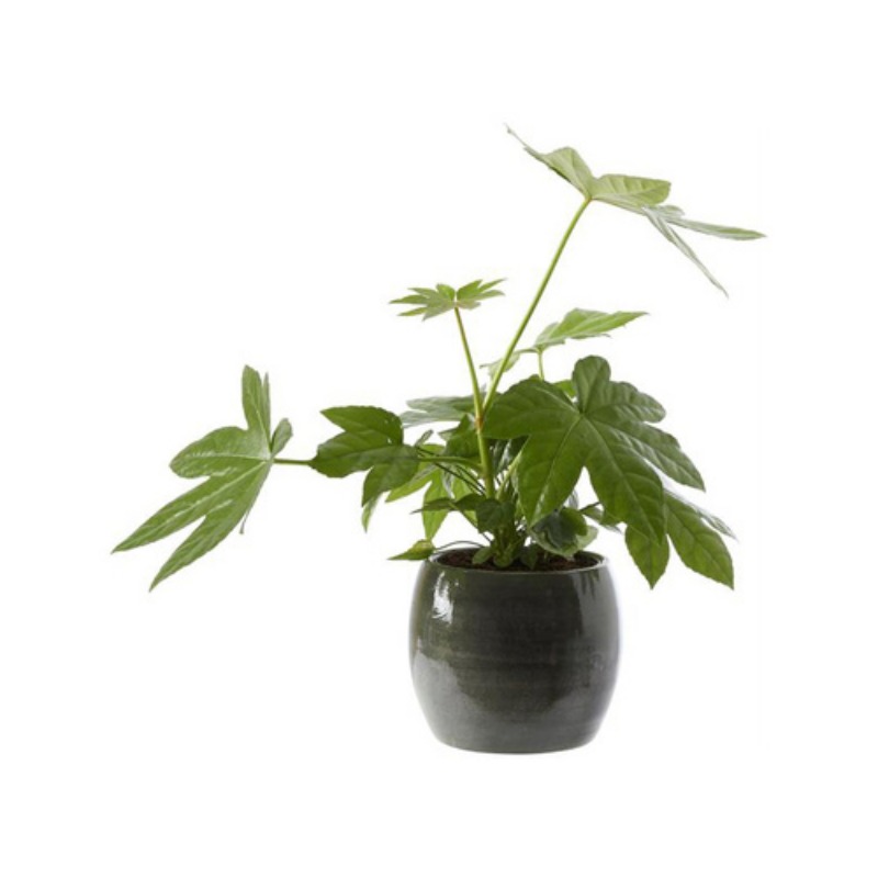 Ciro Flowerpot 1045524 Dark green