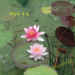 워터필린(Waterphilin)