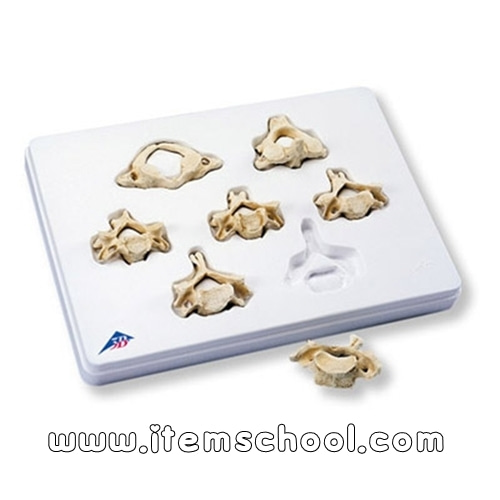 7 BONElike™ 경추 세트 Set of 7 BONElike™ Cervical Vertebrae A790 [1000021]