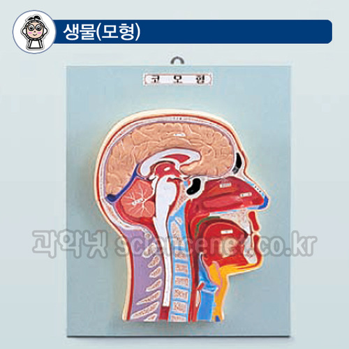 코의구조모형