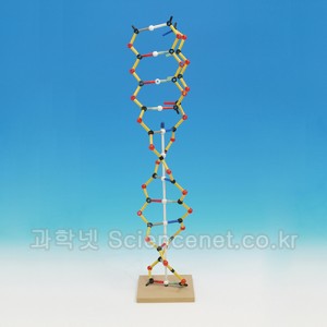 DNA-RNA 분자구조 키트