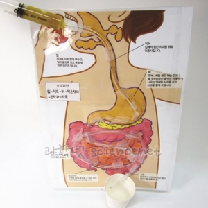 음식물 소화 과정 만들기 H (5인용)