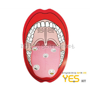 YESKIT-인체의비밀-혀(1인용)