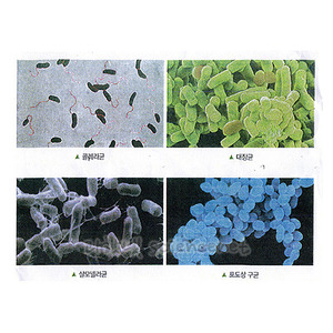 여러가지세균프레파라트(4종1조)