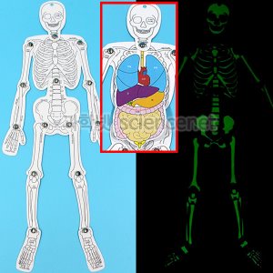 SA야광인체골격과장기모형(5인)