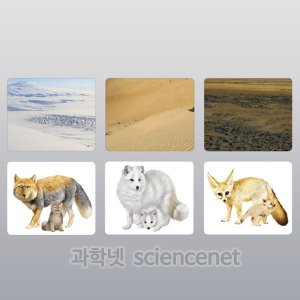 서식지카드-여우가족카드(6종1조)