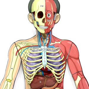 인체의신비 인체전신입체모형(1인용)