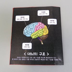 뇌의 구조와 기능 H (4인용)